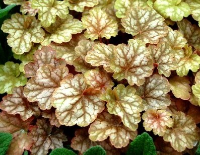 Гейхера ‘Ginger Peach’