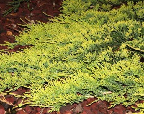 Ялівець горизонтальний ‘Golden Carpet’