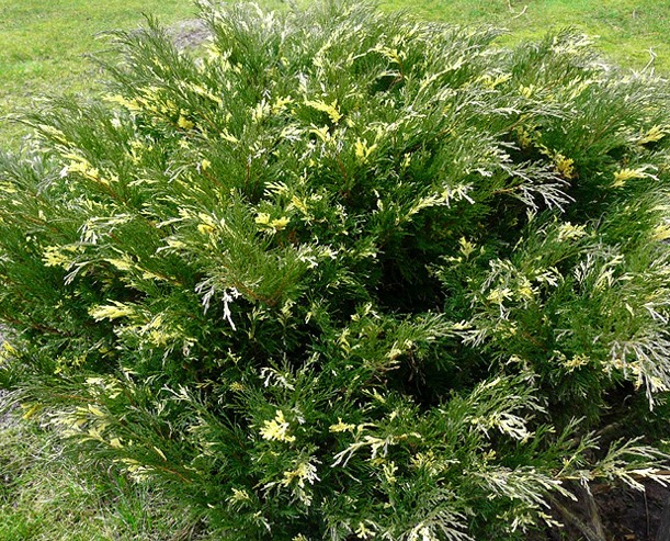 Можжевельник козацкий ‘Variegata’