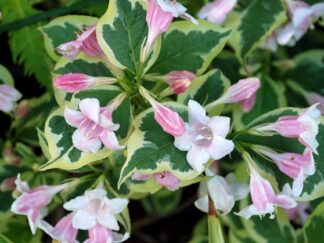 Вейгела цветущая ‘Nana Variegata’