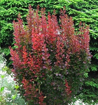 Барбарис Тунберга ‘Red Pillar’, семена