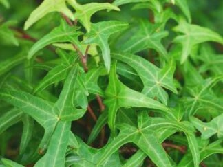 Плющ обыкновенный ‘Sagittaefolia’