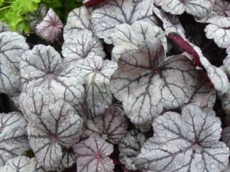Гейхера ‘Sugar Plum’