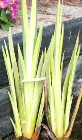 Ірис болотний ‘Variegata’