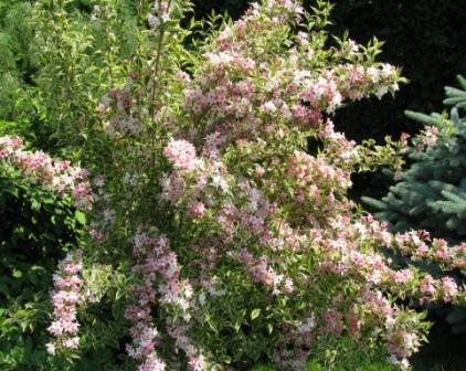 Вейгела квітуча ‘Variegata’