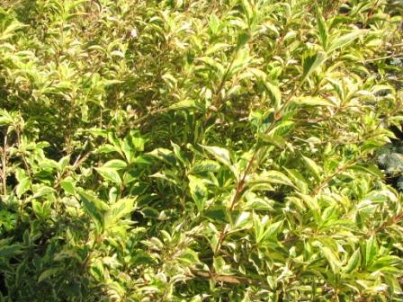 Вейгела квітуча ‘Variegata’