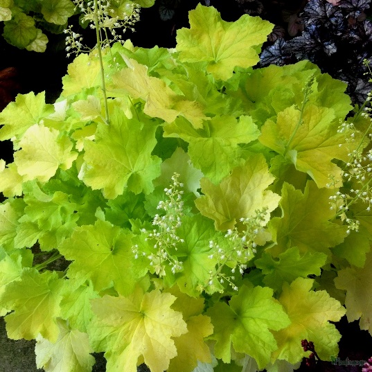Гейхера ‘Citronella’