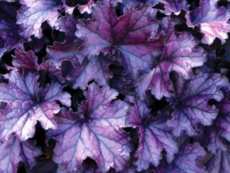 Гейхера ‘Forever Purple’