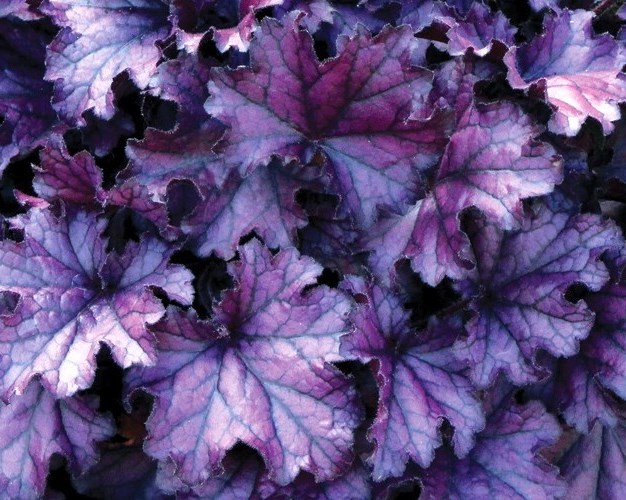 Гейхера ‘Forever Purple’