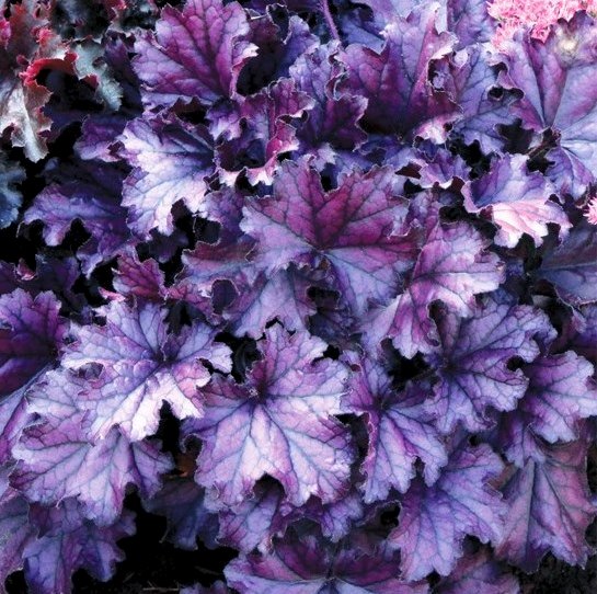 Гейхера ‘Forever Purple’