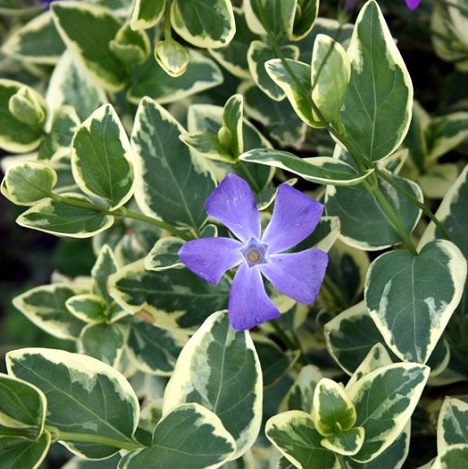 Барвинок большой ‘Variegata’