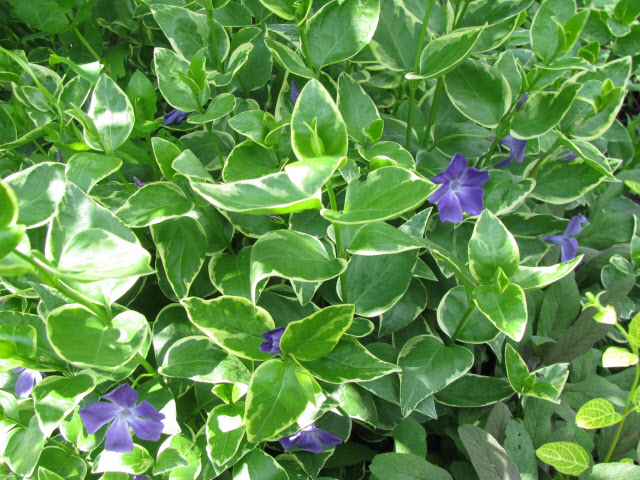 Барвинок большой ‘Variegata’