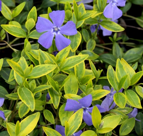 Барвинок малый ‘Aureovariegata’