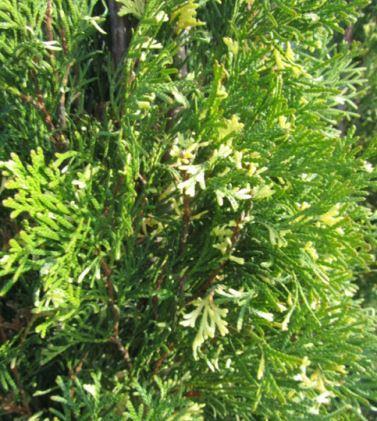 Туя западная ‘Smaragd Variegata’