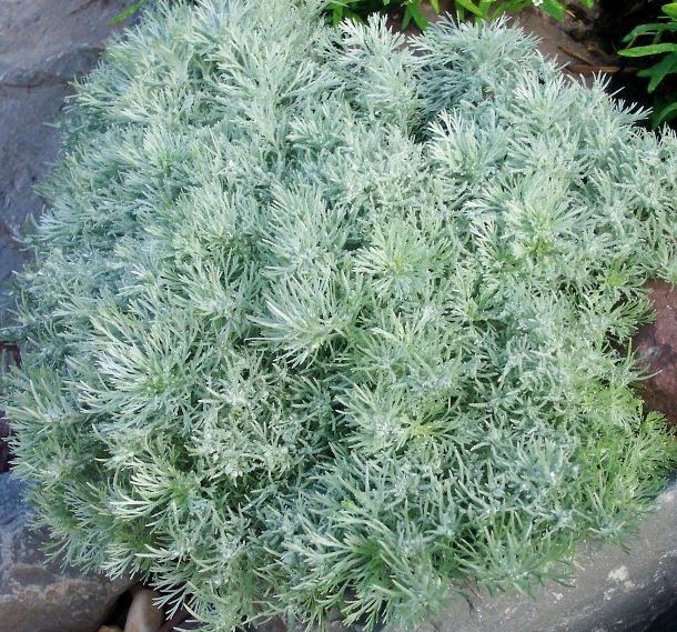 Полин Шмідта ‘Silver Mound’