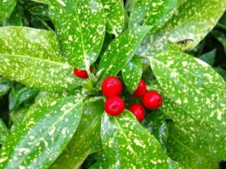 Аукуба японська ‘Variegata’