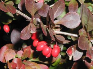 Барбарис Тунберга ‘Atropurpurea’
