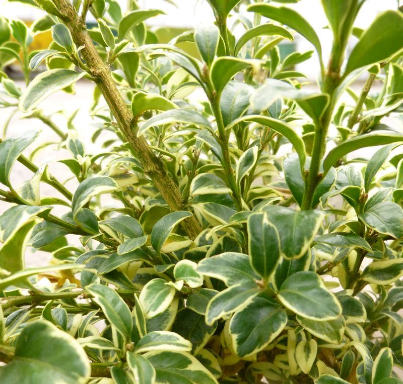 Самшит вічнозелений ‘Argenteovariegata’