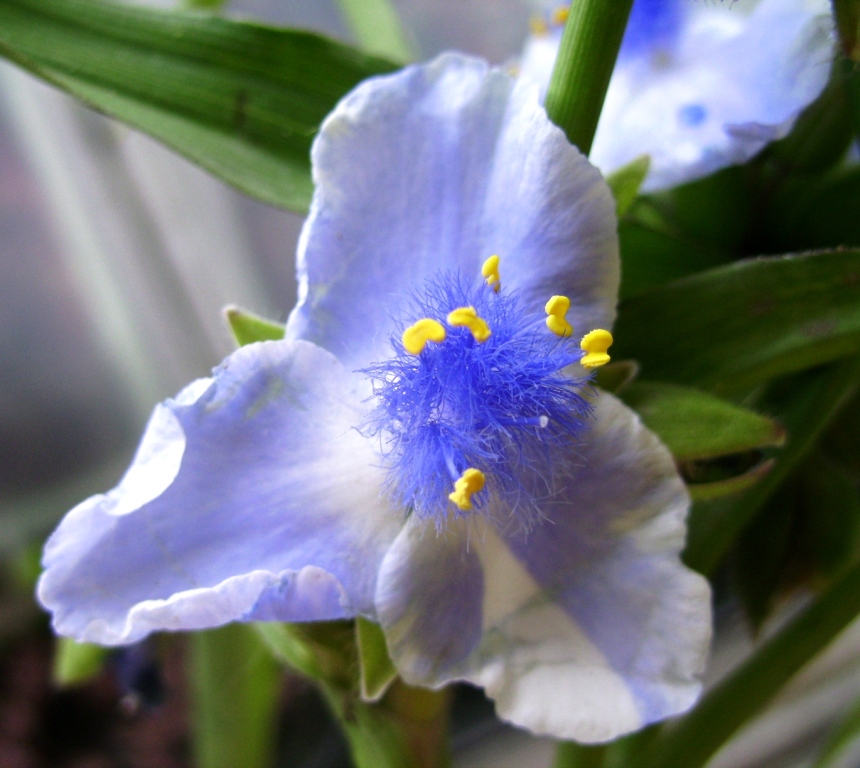 Традесканция Андерсона ‘Iris Pritchard’.