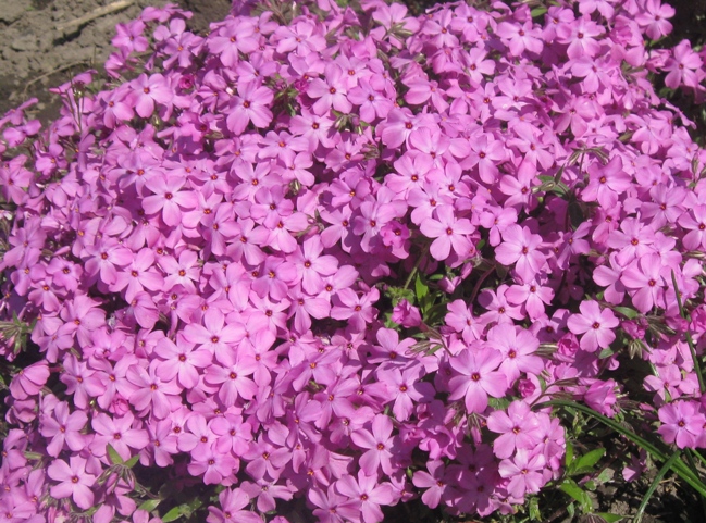 Флокс стелющийся ‘Rosea’