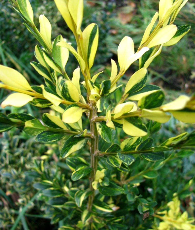 Самшит вічнозелений ‘Aurea Pendula’