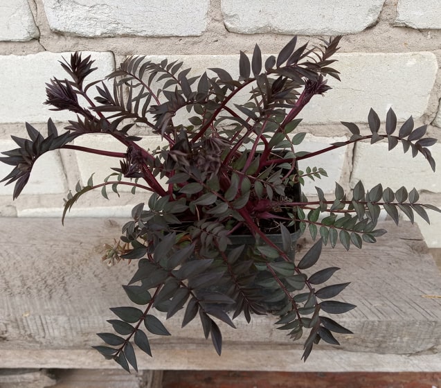 Синюха ‘Bressingham Purple’