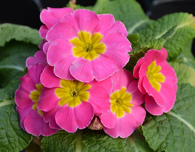 Первоцвіт багатоквітковий ‘Supernova Pink’