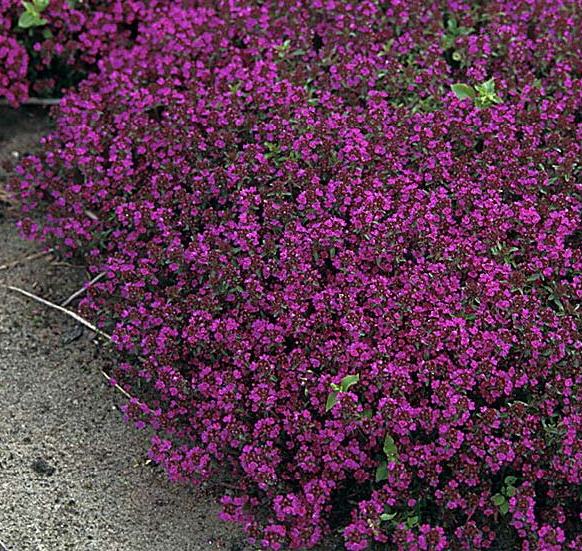 Чебрець ранній ‘Purple Beauty’
