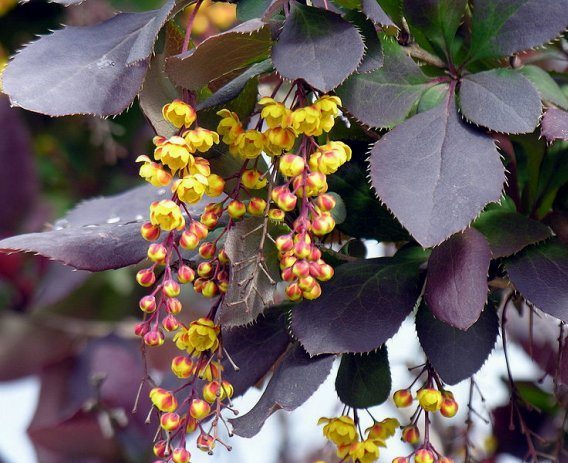 Барбарис обыкновенный `Atropurpurea`