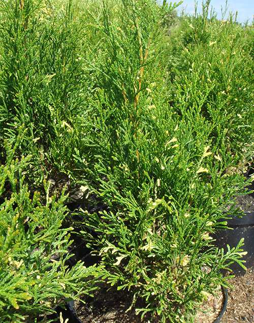 Туя западная ‘Smaragd Variegata’