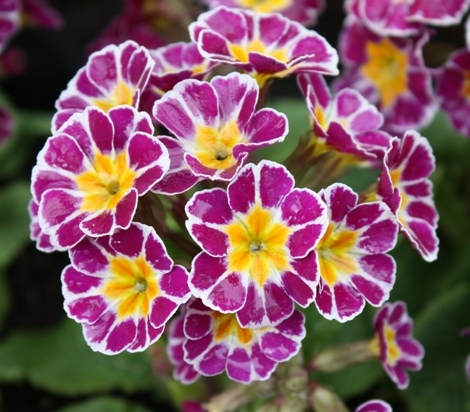 Первоцвіт високий ‘Silver Lace Purple’