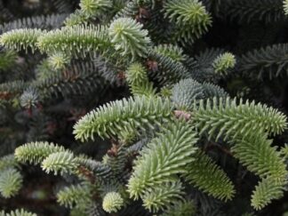 Ялиця іспанська ‘Glauca’, насіння