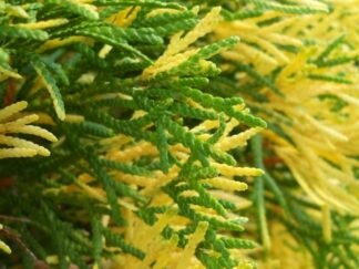 Туя західна ‘Smaragd Variegata’