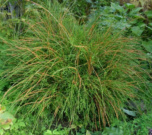 Туя западная ‘Filiformis’