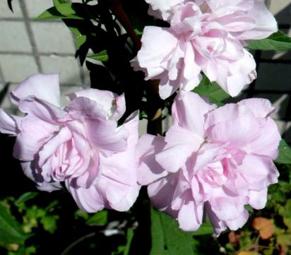 Каллистегия плющелистная ‘Flore Pleno’