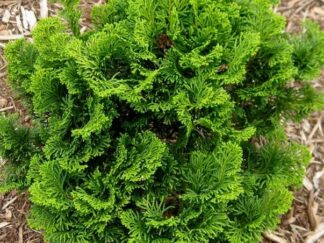 Кіпарисовик тупий ‘Nana Gracilis’