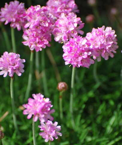 Армерия приморская ‘Pink’