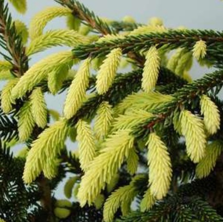 Ель восточная ‘Aurea’, семена