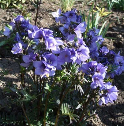 Синюха ‘Bressingham Purple’