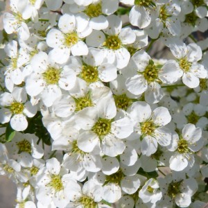 Спирея серая ‘Graciosa’