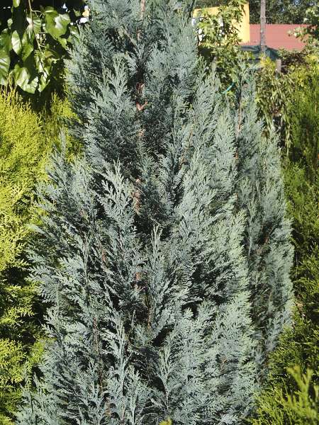 Кіпарисовик Лавсона ‘Columnaris