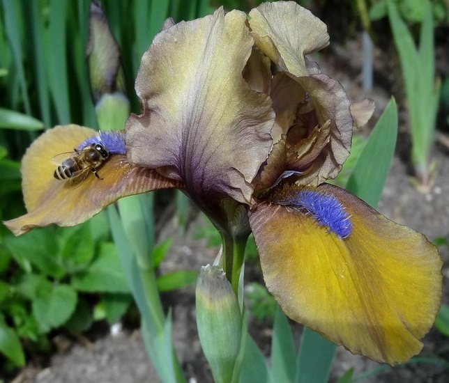 Ирис бородатый ‘Gingerbread Man’