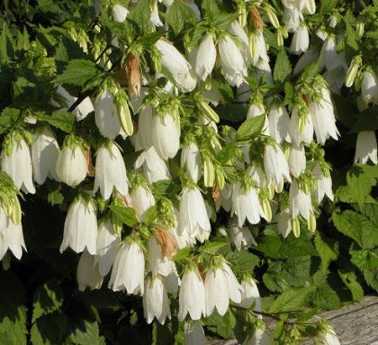 Колокольчик точечний ‘White Bells’