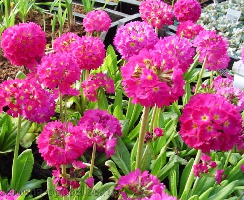 Первоцвет зубчатый ‘Corolla Deep Rose’
