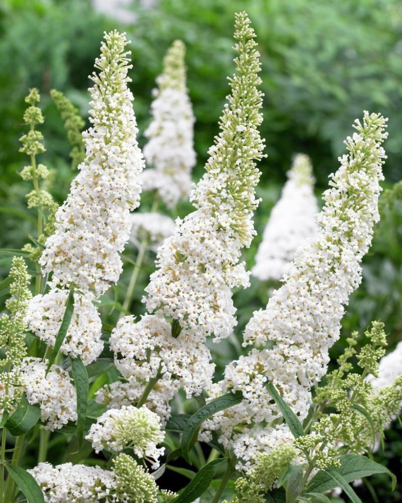 Будлея Давида ‘White Profusion’