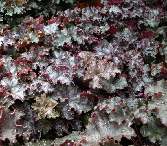 Гейхера ‘Crimson Curls’