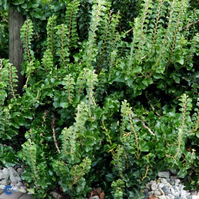 Плющ звичайний ‘Erecta’
