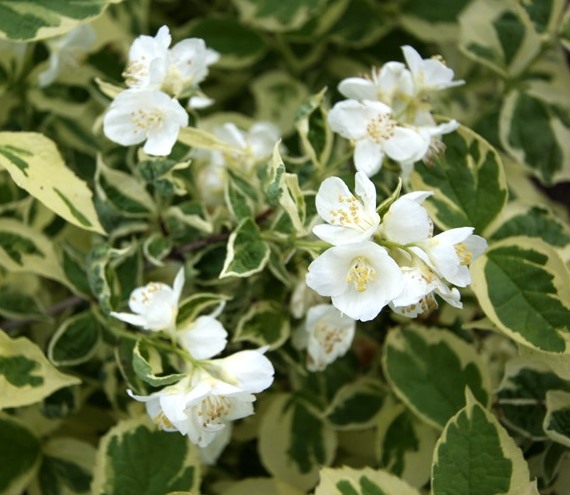Чубушник вінцевий ‘Variegata’