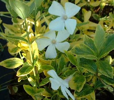 Барвінок малий ‘Alba Variegata’