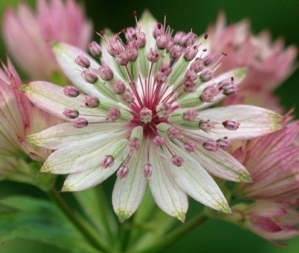 Астранция крупная ‘Sunningdale Variegated’, семена